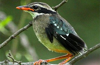 indian pitta